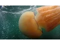 Download Lagu Swimming with Giant Barrel Jellyfish fish seaweed and rock pools in Cornwall England 🐙🐟🎐🏊‍♂️🥽 MP3