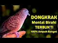 Download Lagu Perkutut Lokal Gacor Suara Paling Ampuh Untuk Pancingan Burung Perkutut Agar Bunyi...