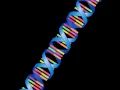 DNA Chromosomes and Genes