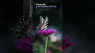 Why Butterflies Not Seen In Winter Shorts Amazingfacts Intrestingfacts Butterfly Nature 