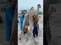 Download Lagu Camels milk #traditional #villagelife #food camels video