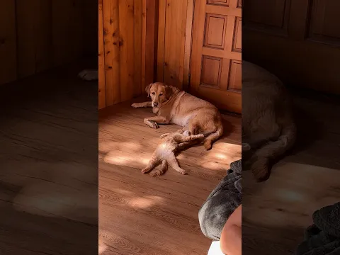 Woman Swore She Was A Dog Person Until Her Dog Adopted A Kitten | The Dodo