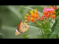 Download Lagu 15 JUN G - The Beauty of Butterflies