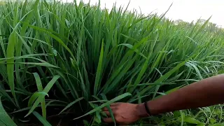 ये धान ऐसा दिखता है, जोरदार धान KP 1232।