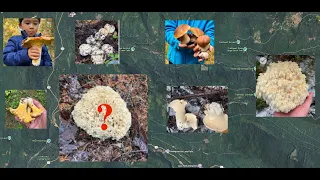 How to Find Mushroom Spots Using Google Maps PNW Foraging Guide