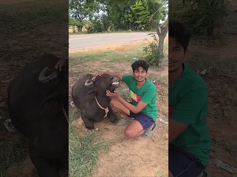 ఈ బర్రెపడ్డ ఎవరిదో తెలిసింది🐃 || ఇప్పుడు ఇది యాక్టీవ్ గానే ఉంది 😍