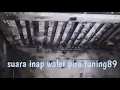 Suara inap walet piro tuning89
