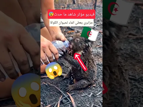 جزائري يعطي الماء لحيوان الكوالا