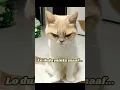 Download Lagu Lo dulu minta maaf-cute cat😻😸 #cat #cute #funny #love #shorts
