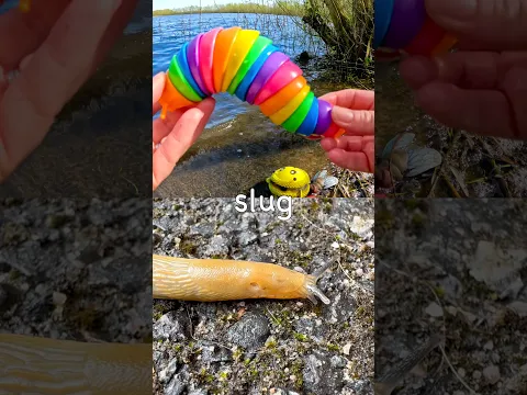 Learn at the Lake | Bug Insect Names for Kids: Slug Snail Ant Firefly Cicada