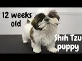 Adorable little Ewok puppy