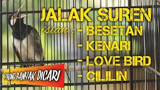 jalak suren isian cililin lovebird kenari besetan jalak uren isian mewah jalak uren gacor