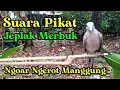 Download Lagu suara pikat jeplak merbuk