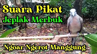 suara pikat jeplak merbuk