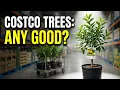 Are Costco Fruit Trees Any Good