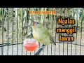 Download Lagu Pleci Ngalas manggil pleci lain jadi EMOSI