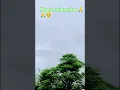 Download Lagu de charna daa pyar #youtubeshorts #viralvideo #nature #jaimatadi