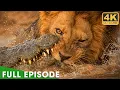 Africa s Deadliest Fights For Survival Full Episode Nature Animal Documentary