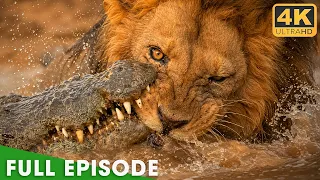 Africa s Deadliest Fights For Survival Full Episode Nature Animal Documentary