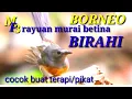 SUARA MURAI BETINA BIRAHI II BORNEO