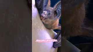 ازاي الخفاش بيشرب منك 