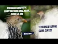 Download Lagu Suara Masteran Tembakan BURUNG Guira Cuckoo: Bikin Burung Jadi Gacor Maksimal!