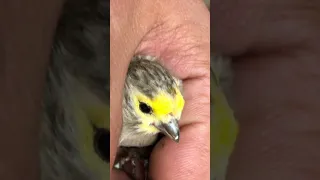 تغريد عصفور بسبوس رومي للصيد 