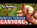 Download Lagu 9 Manfaat Ganyong Untuk Kesehatan