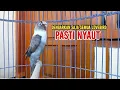 Download Lagu Suara Lovebird Ngekek Panjang TOP Bikin Bunyi, Dengarkan Saja Semua Lovebird Pasti NYAUT