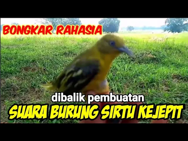 Download MP3 Suara pikat burung Cipow/sirtu kejepit