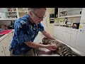 Spay hernia surgery Part one
