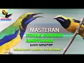 Download Lagu kicau  burung CUCAK CUNGKO Gacor  2 jam  suara jernih sekali sangat bagus buat masteran malam hari