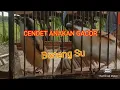 Download Lagu SUARA CENDET ANAKAN GACOR DURASI PENDEK | CENDET GACOR BONENG SU