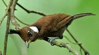 cililin smart mastering