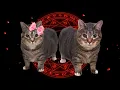 Download Lagu OIIAOIIA CAT x AFTER DARK