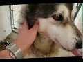 Dogs at Texarkana Animal Shelter