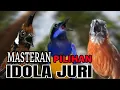 Download Lagu 🔴MASTERAN PILIHAN AUDIO JERNIH CUCAK CUNGKOK || CILILIN || TEPUS KEPALA ABU cocok buat murai batu