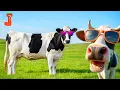 So cute and beautiful Cows grazing in a grass land Cow s Cow