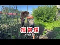 Download Lagu 20250709-东北今年热疯了，给豆角插架棍满头大汗，媳妇给做了大冷面