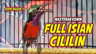 pancingan konin gacor full isian cililin sejalur cocok untuk masteran kolibri ninja bahan