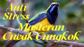 Download Masteran Cucak Cungkok Jantan Anti Stres dengan Terapi Air MP3