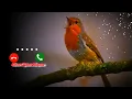 Download Lagu Bird Bgm Ringtones, Bird chirping, Instrumental ringtone, Bird Sound ringtones