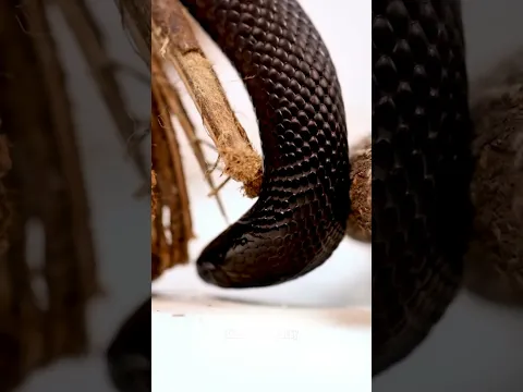 تفسير حلم رؤية الافعى في المنزل