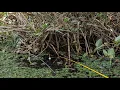 Lagu Nonstop!! Peluang strike pemancing ini gak ada habisnya #SG-455