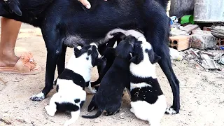 five hungry puppies need more milk 477 nature show