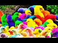 Download Lagu Tangkap ayam warna warni, ayam lucu, ayam rainbow, Bebek, marmut, kelinci, hewan lucu