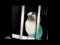 Download Lagu MANTAP..!! Masteran Lovebird BETINA MINOR. Lovebird Manapun Akan Ikut Ngekek DOBELAN