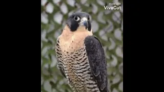 صوت صقر الشاهين لجذب الصقور صوت صقر الشاهين الصقور 