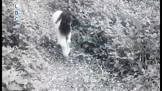 اسهروا   جوزف دميان                         دندنها