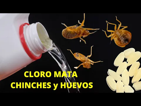 Download MP3 CLORO para Combatir las CHINCHES y sus HUEVOS